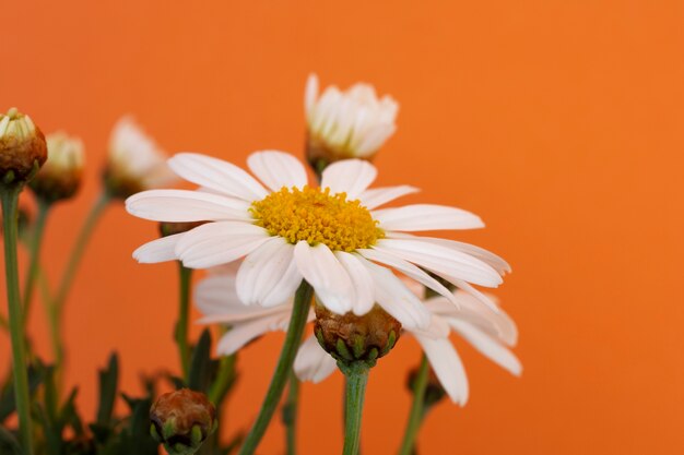 Apple-daisy новые горизонты технологий и дизайна